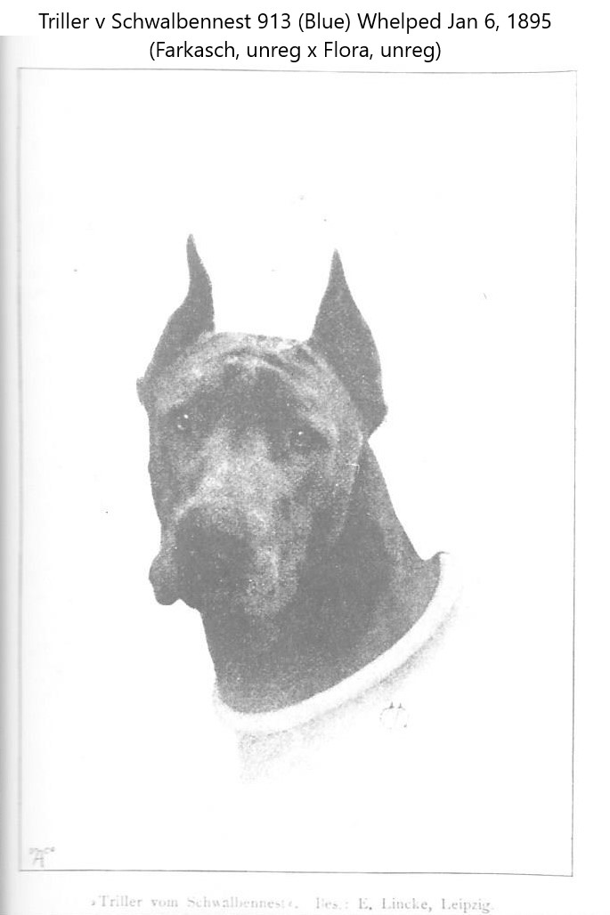 Triller vom Schwalbennes